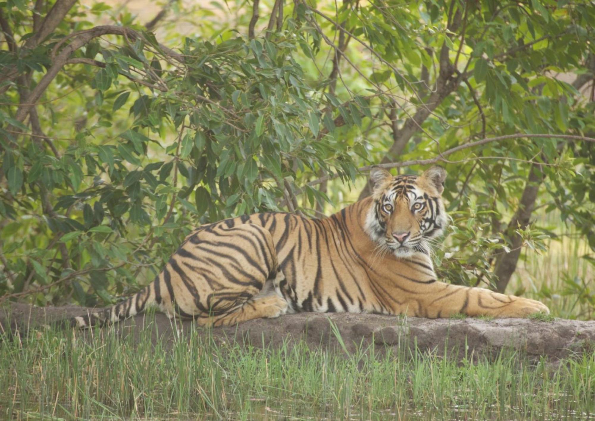Tiger Tops Karnali Lodge Bardiya Exteriér fotografie