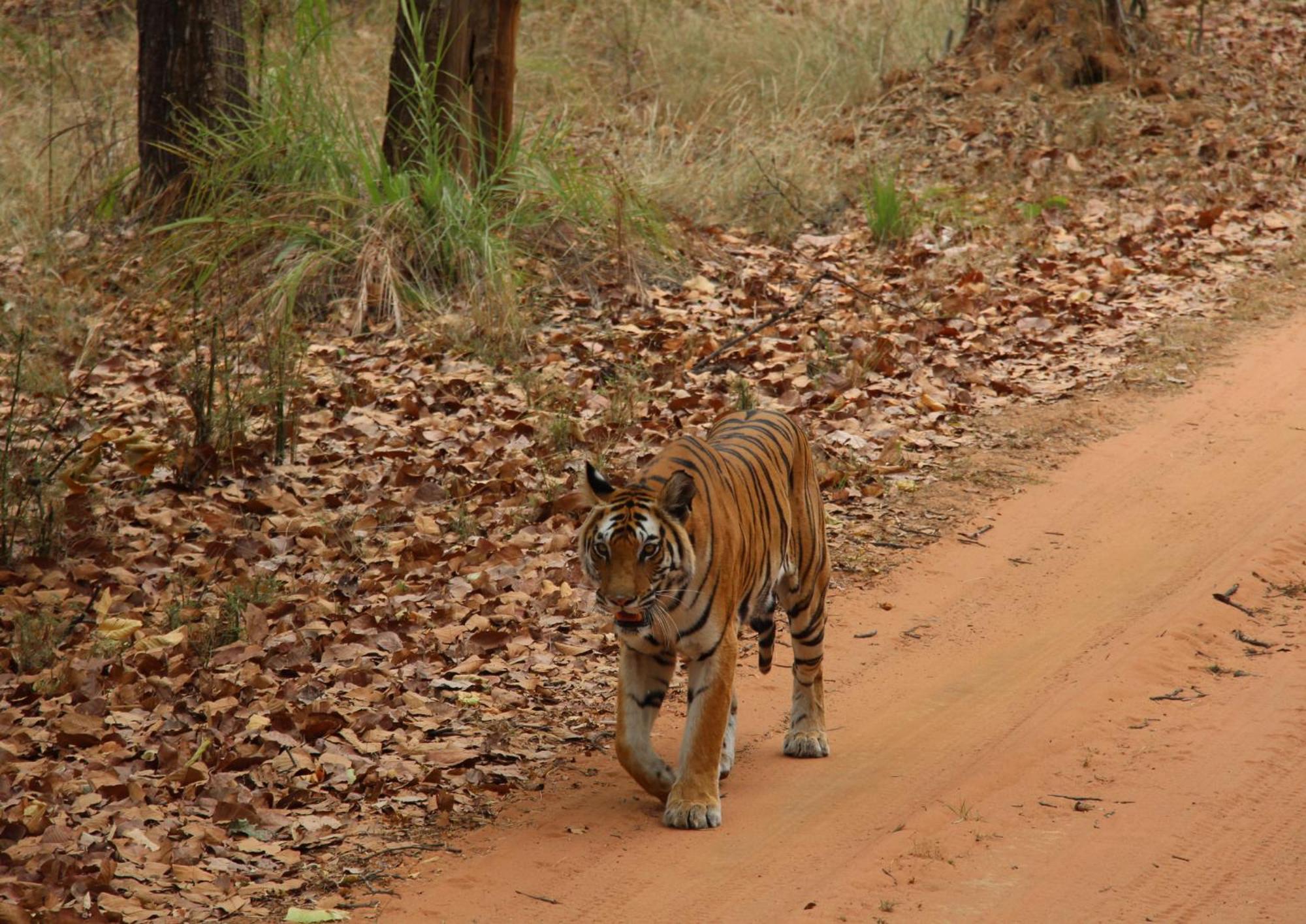 Tiger Tops Karnali Lodge Bardiya Exteriér fotografie