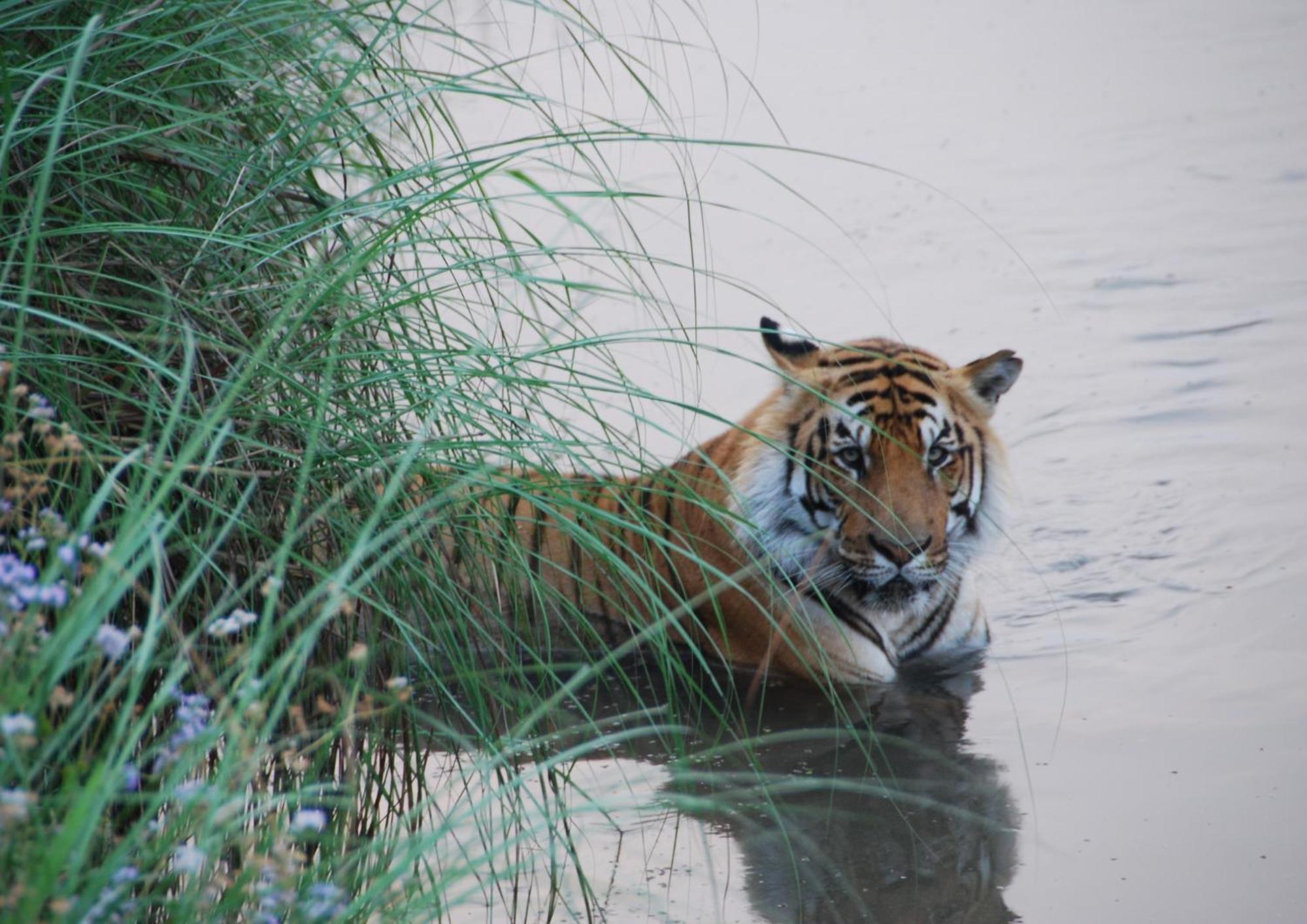 Tiger Tops Karnali Lodge Bardiya Exteriér fotografie