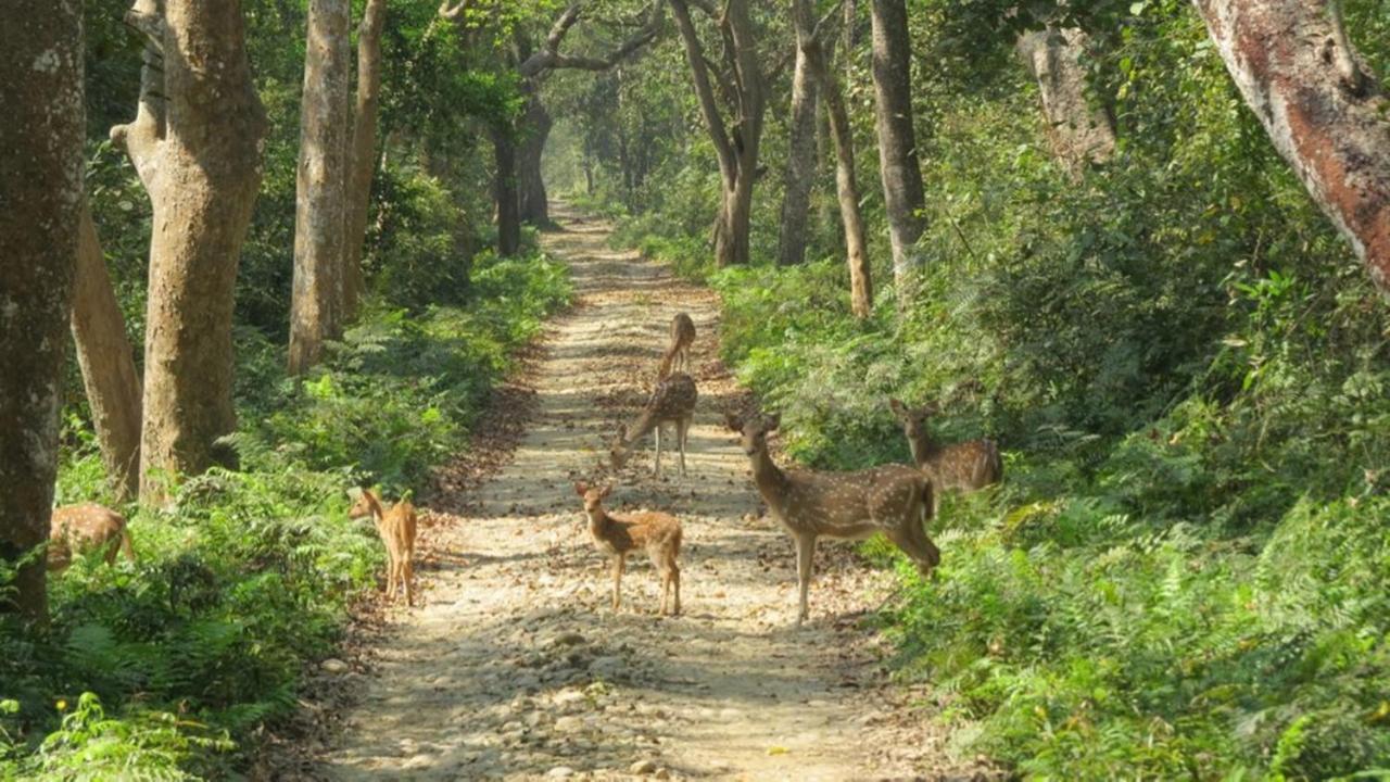 Tiger Tops Karnali Lodge Bardiya Exteriér fotografie